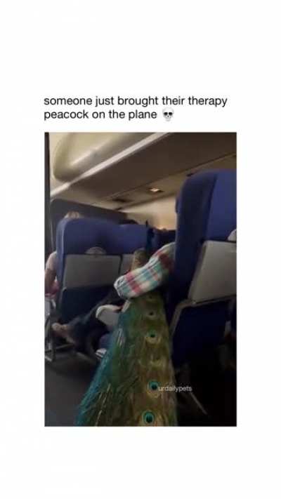 And in my country, touching a peacock is a big crime.