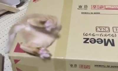 The derpiest butt
