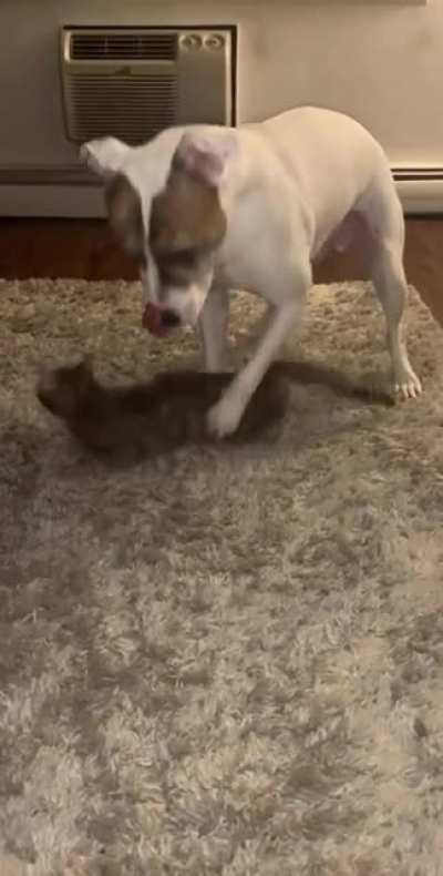 Lovely game of cat and dog