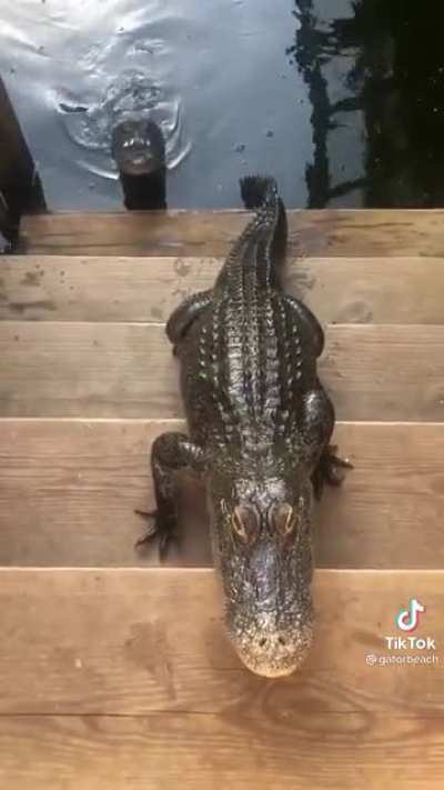 “Do you have a moment to discuss our lord and savior Godzilla?”