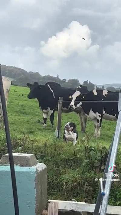 Maybe maybe maybe