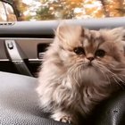 Little Kitty Going for a Ride