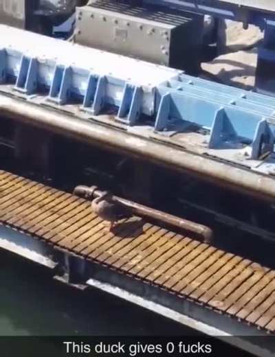 I don't give a duck