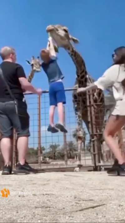 what can be dangerous to feed a giraffe?