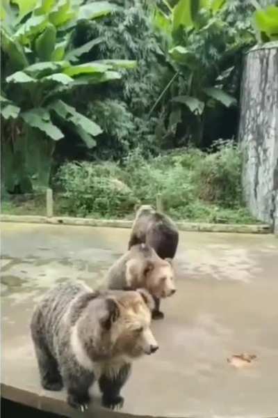 Give me some too hooman :V