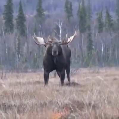 ? A muscular moose ?