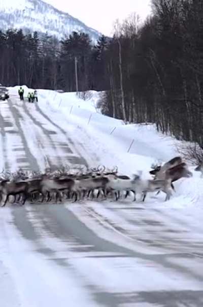 ? Herd of Reindeer crossing the road, Norway ?