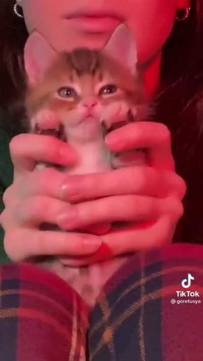 Smol cat