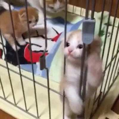 Trapped!