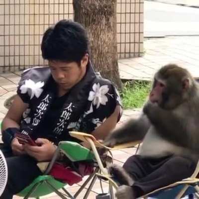 A secret conversation with monkey