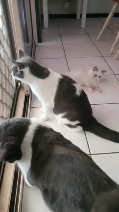 "Dad... Why is mum outside? Can I go outside?"