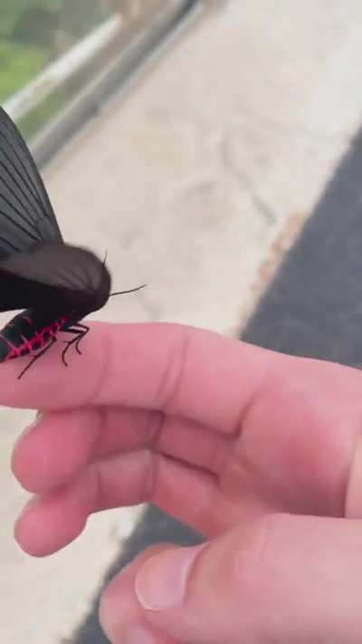 ?O Epicopeia Hainesii
