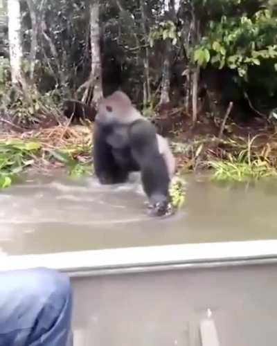 ? Silverback gorilla looking around to make sure no ones watching before he splashes some wildlife photographers ?