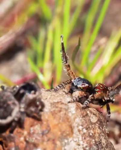 ? A male spider's seduction of a female spider