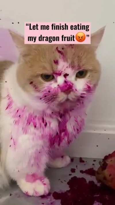when your cat steel the dragon fruit when you're not home
