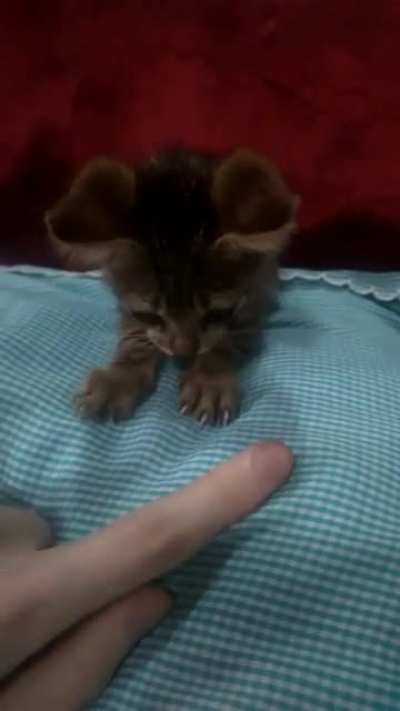 I just woke up, 3 in the morning, with these tiny meows outside my house, when I came outside I found this little guy alone