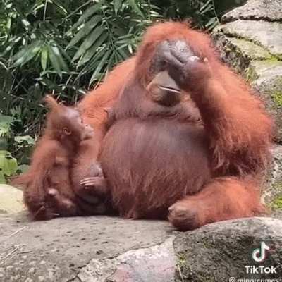? Orangutan tries on sunglasses