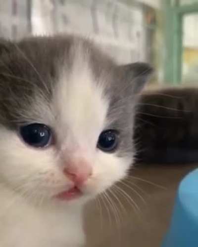 Sweet Face