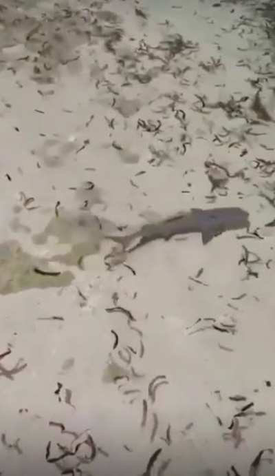 A nurse shark having a nice, calm, relaxing morning swim.