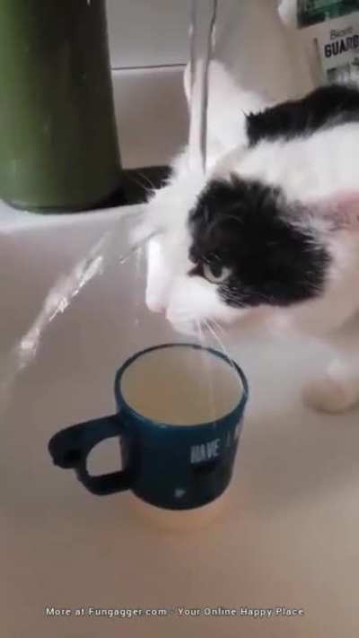 My daughter said the cat is doing his best