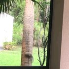 Thats a big cat