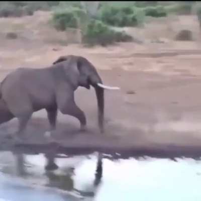 ? Elephant showing rhino the area belongs to him.