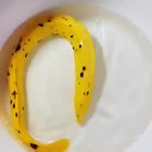 ? Forbidden Banana ?