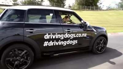Student driver