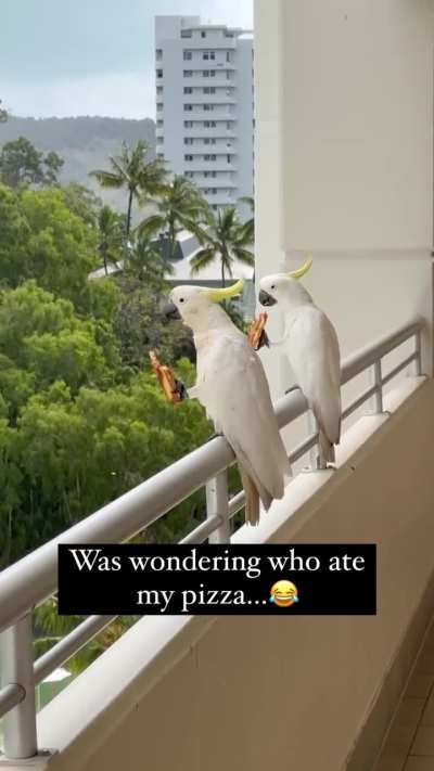 Eating comfortable as if they bought themselves