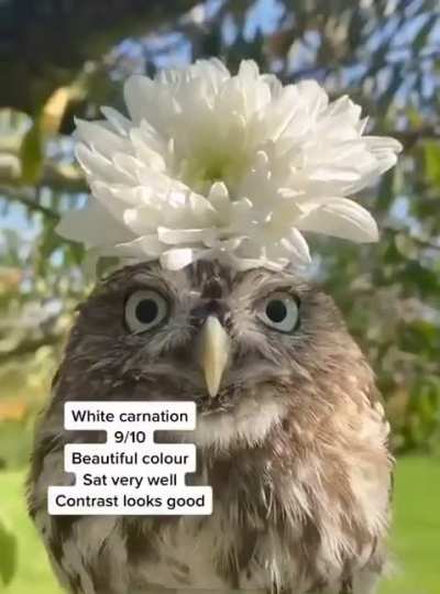 ? Owl with flower ?