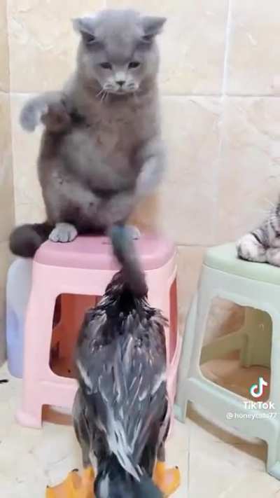 maybe maybe maybe