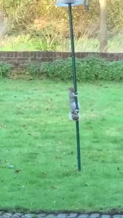 Squirrels are known to steal food from bird feeders - This is what happens if you grease the pole
