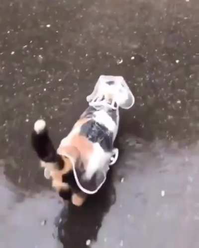 Ever seen a cat with a raincoat before? Now you have.