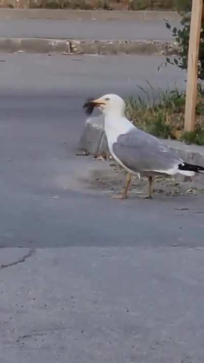 Uh...?