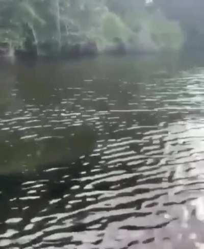 ? an alligator racing alongside a boat ?