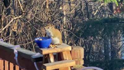 Drunk squirrel, because...2020. The old pears I left out for the squirrels had apparently fermented. Whoops!