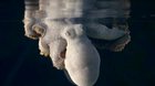 This is how a dreaming octopus looks like..