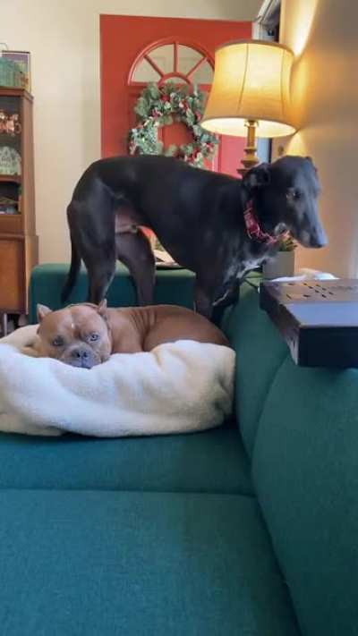 Ron Swanson (Greyhound) and Con Queso (pocket pitbull) are best friends.. But they are enemies while fighting over the coveted cozy corner of the couch. ?