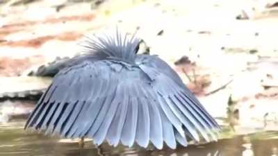 ? The Black Heron, "Umbrella Bird", Using its Wings as a Shade Canopy to Fool and Trap Fish ?