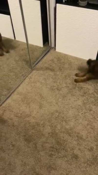 I’ve lurked here for years, but I finally have a puppy & can contribute. He loves his reflection. ?