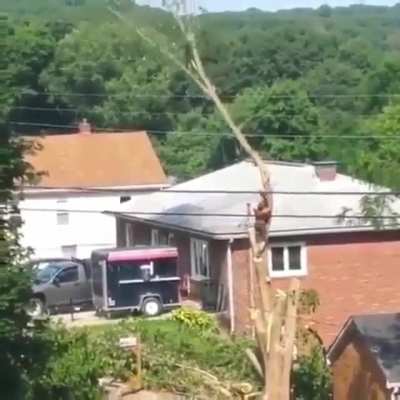 "Can't be that difficult to take this tree down."