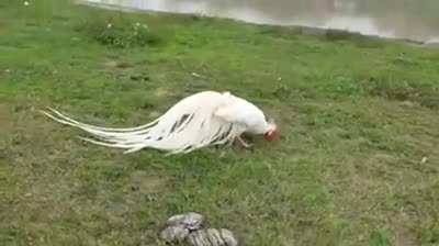 The Onagadori is a rare breed of long-tailed chicken recognized as a living National Treasure of Japan
