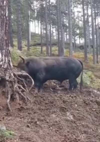 ? What an absolute unit