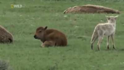 ? Baby bison scares away the coyote