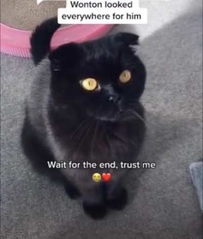 A Tale of Two Kitties