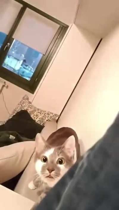 stalking cat