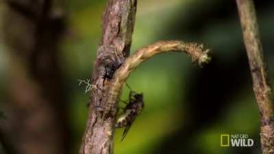 ? On the island of Hawaii, 18 of the 20 native species of caterpillars have evolved into carnivorous predators.