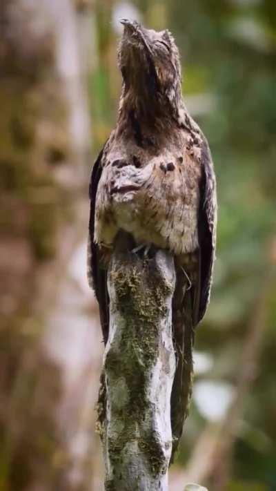 ?The Long-tailed Potoo with her chick