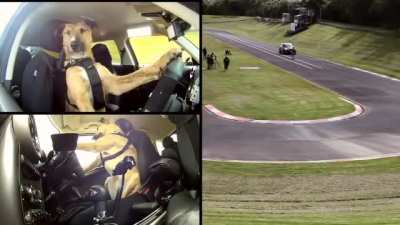 Doggie driving