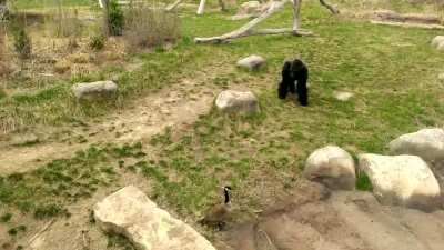 Gorilla vs. goose